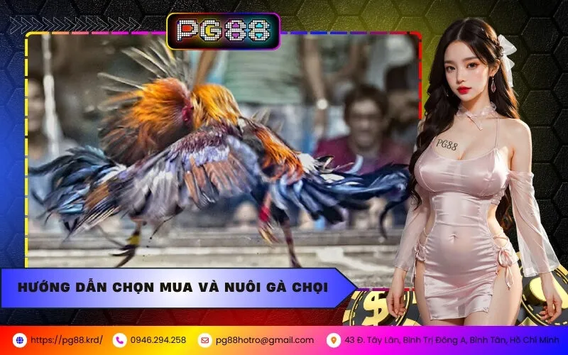 Hướng Dẫn Chọn Mua và Nuôi Gà Chọi