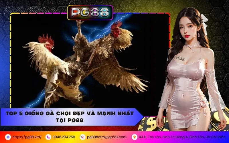 Top 5 Giống Gà Chọi Đẹp Và Mạnh Nhất Tại PG88