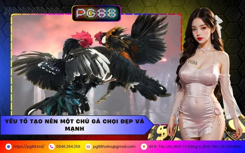 Yếu Tố Tạo Nên Một Chú Gà Chọi Đẹp Và Mạnh